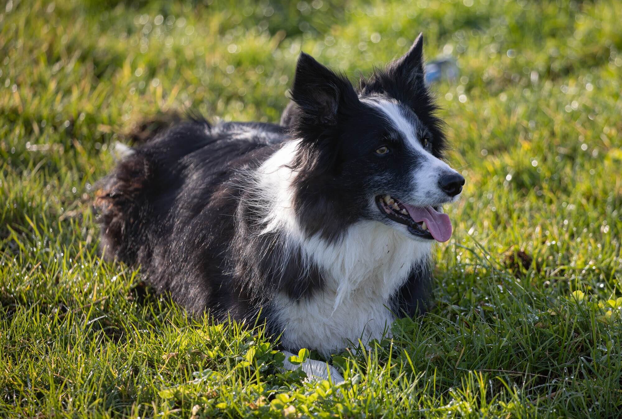 Dogs welcome at Peakstones Inn